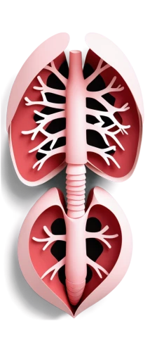 kidney,medical illustration,renal,aorta,lungs,circulatory,lung cancer,human internal organ,connective tissue,coronary vascular,diaphragm,reflex foot kidney,ventilate,medical symbol,circulatory system,airway,lung,laryngectomy,rmuscles,dicotyledon,Unique,Paper Cuts,Paper Cuts 04