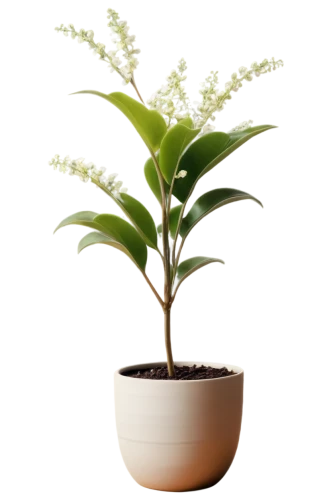 androsace rattling pot,potted palm,potted plant,container plant,ornamental plants,cherry laurel,plant pot,potted tree,scaphosepalum,ornamental plant,money plant,pot plant,perennial plant,houseplant,indoor plant,bellenplant,oil-related plant,acianthera,thick-leaf plant,dark green plant,Illustration,Paper based,Paper Based 27