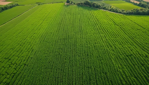 dji agriculture,green fields,grain field panorama,green wallpaper,crops,corn field,grain field,green landscape,green grain,fields,aaa,potato field,cropland,rice field,stubble field,cultivated field,agricultural,field of cereals,farmland,green wheat,Photography,General,Natural
