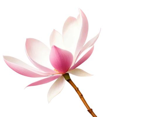 lotus png,flowers png,lotus blossom,lotus flower,lotus ffflower,minimalist flowers,flower background,sacred lotus,lotus flowers,flower illustrative,magnolia flower,pink magnolia,lotus with hands,decorative flower,lily flower,lotus leaf,magnolia × soulangeana,pink flower,sakura flower,lotus effect,Art,Artistic Painting,Artistic Painting 28