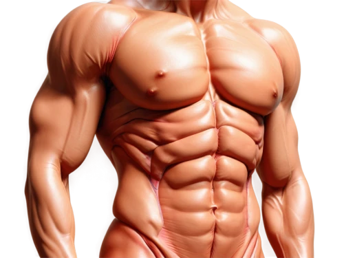muscular system,human body anatomy,body building,muscle angle,abdominals,edge muscle,medical illustration,bodybuilder,human anatomy,muscle man,body-building,muscle icon,human body,anatomical,bodybuilding,muscular,anabolic,bodybuilding supplement,rmuscles,rib cage,Photography,Fashion Photography,Fashion Photography 03