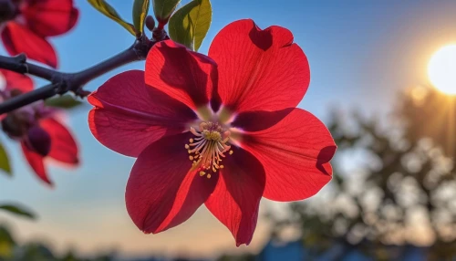 flower in sunset,western red lily,dogwood flower,crimson columbine,red magnolia,chestnut tree with red flowers,red flower,blackberry lily,firecracker flower,flower dogwood,japanese flowering crabapple,flowering dogwood,erdsonne flower,red flowers,columbines,flame lily,night-blooming cestrum,red hibiscus,red petals,trumpet flower,Photography,General,Realistic