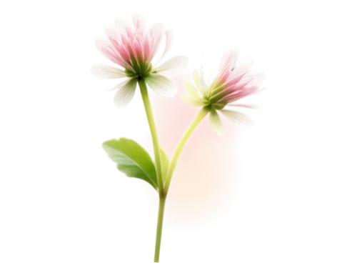 flowers png,trifolium medium,trifolium,trifolium pratense,trifolium incarnatum,trifolium repens,minimalist flowers,wood daisy background,red clover flower,flower illustrative,centaurium,chrysanthemum cherry,pink chrysanthemum,flower illustration,chive flower,astrantia major roma,anemone japonica,flower background,korean chrysanthemum,bellis perennis,Art,Classical Oil Painting,Classical Oil Painting 10