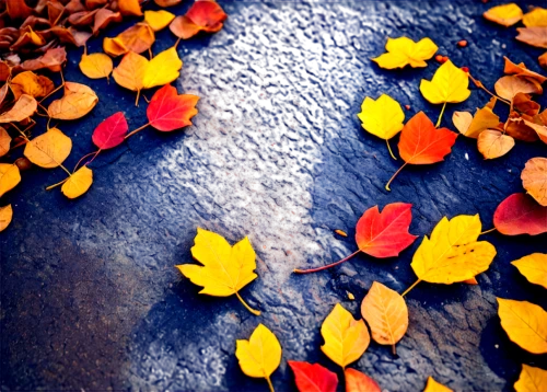 autumn background,autumnal leaves,autumn leaves,round autumn frame,autumn leaf,fall leaves,fall leaf,colored leaves,fallen leaves,reddish autumn leaves,autumn leaf paper,autumn frame,colorful leaves,leaf background,colors of autumn,fall foliage,autumn pattern,autumn icon,autumn foliage,autumn round,Conceptual Art,Daily,Daily 19