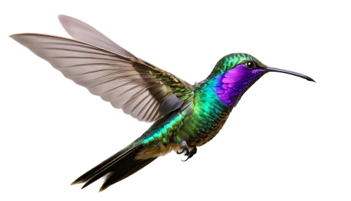 rofous hummingbird,bird hummingbird,gouldian,annas hummingbird,allens hummingbird,ruby-throated hummingbird,bird png,hummingbirds,hummingbird,cornavirus,chrysops,trochilidae,emberizidae,bee hummingbird,black-chinned hummingbird,cuba-hummingbird,reconstruction,anatidae,the hummingbird hawk-purple,ruby throated hummingbird,Conceptual Art,Daily,Daily 29