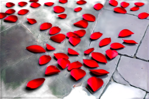 rose petals,red confetti,red petals,fallen petals,petals,dried petals,petal,the petals overlap,jakaranda petals,red heart shapes,puffy hearts,acid red sodium,red blood cells,piedras rojas,flowers png,petals of perfection,blood clover,blood cells,isolated product image,painted hearts,Illustration,Paper based,Paper Based 04