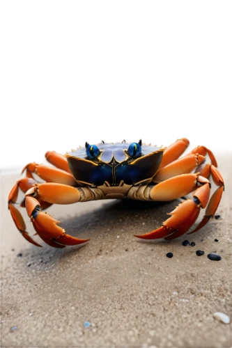 square crab,crab 2,the beach crab,crab 1,rock crab,chesapeake blue crab,crab,ten-footed crab,red cliff crab,north sea crabs,fiddler crab,dungeness crab,black crab,freshwater crab,crabs,christmas island red crab,crab cutter,snow crab,crab violinist,horsehair crab,Illustration,Retro,Retro 17