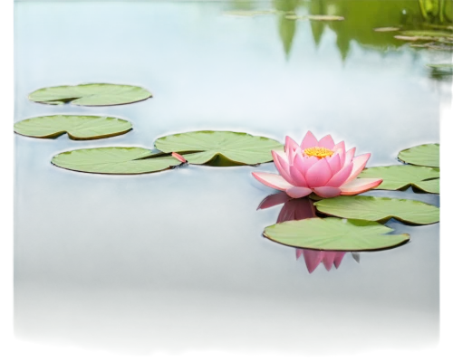 lotus on pond,water lily plate,waterlily,water lily,pink water lilies,pink water lily,water lilly,water lotus,pond lily,large water lily,water lilies,flower of water-lily,lotus png,water lily flower,lotus pond,broadleaf pond lily,lily pond,pond flower,lily pad,lotus flowers,Art,Classical Oil Painting,Classical Oil Painting 42