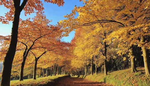 tree lined path,tree lined lane,autumn walk,autumn trees,autumn scenery,tree-lined avenue,golden trumpet trees,deciduous trees,deciduous forest,the trees in the fall,golden autumn,autumn landscape,autumn forest,fall landscape,trees in the fall,maple road,autumn background,autumn park,fall foliage,golden october,Photography,General,Realistic