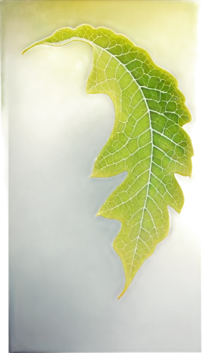 ginkgo leaf,watercolour leaf,grape leaf,beech leaf,watercolor leaf,tree leaf,leaf drawing,fig leaf,mammoth leaf,magnolia leaf,suspended leaf,fern leaf,chestnut leaf,leaf background,walnut leaf,spring leaf background,lotus leaf,water lily leaf,leaf structure,acorn leaf,Art,Classical Oil Painting,Classical Oil Painting 17