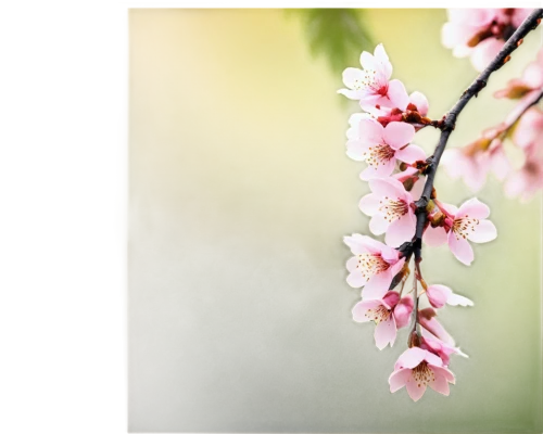 plum blossoms,plum blossom,apricot blossom,apricot flowers,cherry blossom branch,prunus,japanese carnation cherry,flowering cherry,peach blossom,japanese floral background,japanese cherry,japanese flowering crabapple,japanese cherry blossom,ornamental cherry,flowering currant,cherry branches,sakura cherry tree,almond blossoms,apple blossom branch,japanese cherry blossoms,Conceptual Art,Daily,Daily 18