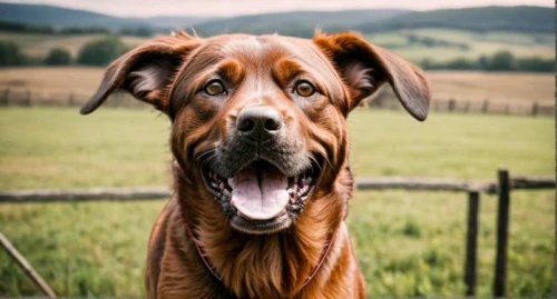 bavarian mountain hound,redbone coonhound,rhodesian ridgeback,vizsla,dogue de bordeaux,boerboel,coonhound,vizla,bloodhound,english coonhound,fila brasileiro,mudhol hound,dog-photography,cheerful dog,dog photography,american mastiff,wirehaired vizsla,jagdterrier,korean mastiff,serbian hound