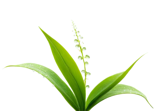 citronella,pontederia,lily of the valley,tea plant,aromatic plant,hard-leaved pocket orchid,lily of the field,oil-related plant,pineapple lily,plantago,gentiana,convallaria,hojicha,calochilus,baihao yinzhen,scaphosepalum,flowers png,tea flowers,shincha,acianthera,Illustration,Retro,Retro 22