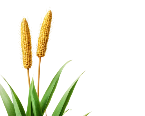 ornamental corn,sorghum,maize,spikelets,wheat ear,sweet corn,wheat ears,corn,corn kernels,sweetcorn,corn ordinary,cereal grain,wheat crops,triticum durum,triticale,kernels,forage corn,wheat germ oil,citronella,seed wheat,Illustration,Retro,Retro 26