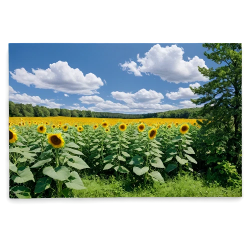 sunflower field,sunflower lace background,woodland sunflower,sunflowers,sunflowers in vase,floral greeting card,sunflowers and locusts are together,helianthus sunbelievable,stored sunflower,flat panel display,sunflower paper,helianthus,coneflowers,sun flowers,led-backlit lcd display,flowers sunflower,flowers png,flowers field,blanket of flowers,flower field,Illustration,Retro,Retro 07