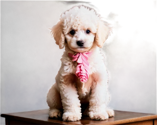 miniature poodle,toy poodle,poodle crossbreed,cavapoo,cavachon,standard poodle,goldendoodle,havanese,bichon frisé,lagotto romagnolo,maltepoo,shih poo,bichon,shih-poo,sealyham terrier,english white terrier,bedlington terrier,yorkipoo,clumber spaniel,tibetan terrier,Illustration,Black and White,Black and White 33