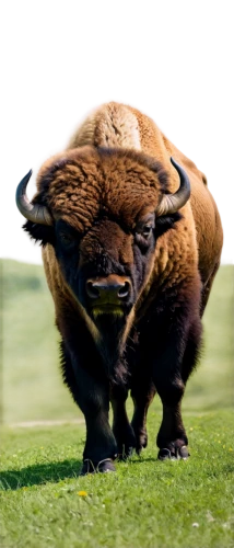 bison,buffalo,buffalo herd,muskox,buffalo herder,gnu,ox,african buffalo,buffaloes,bighorn ram,buffalos,oxpecker,cape buffalo,mouflon,ram,elk bull,toro,bull,horned cows,tribal bull,Photography,Documentary Photography,Documentary Photography 35