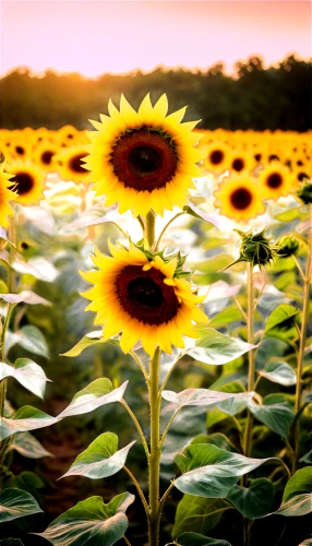 sunflower field,sun flowers,sunflowers,sunflower paper,sunflower lace background,sun flower,helianthus sunbelievable,sun daisies,sunflower,flowers sunflower,helianthus,sunflower coloring,woodland sunflower,stored sunflower,sunflower seeds,sunflowers in vase,perennials-sun flower,sunflowers and locusts are together,helianthus occidentalis,sunburst background,Illustration,Realistic Fantasy,Realistic Fantasy 02