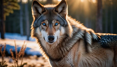 saarloos wolfdog,european wolf,czechoslovakian wolfdog,wolfdog,northern inuit dog,canidae,gray wolf,canis lupus,tamaskan dog,west siberian laika,kunming wolfdog,howling wolf,sakhalin husky,canis lupus tundrarum,native american indian dog,east siberian laika,seppala siberian sleddog,red wolf,bohemian shepherd,silken windhound,Photography,General,Cinematic