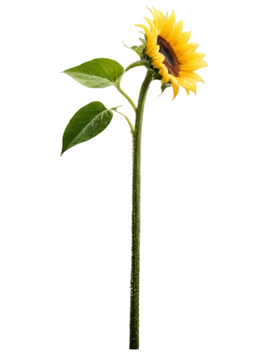 helianthus occidentalis,helianthus annuus,small sun flower,stored sunflower,helianthus tuberosus,woodland sunflower,helianthus,sunflower,yellow gerbera,asteraceae,rudbeckia nidita,helianthus sunbelievable,flowers png,rudbeckia,rudbeckia nitida,xerochrysum bracteatumm,hieracium,flowers sunflower,fleabane,sunflower paper,Unique,3D,Modern Sculpture