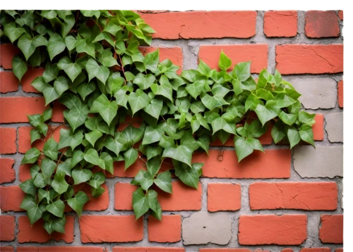 wall,brick wall background,brick background,intensely green hornbeam wallpaper,brickwall,ivy frame,climbing plant,vine plants,sand-lime brick,background ivy,climber plant,brick wall,red brick wall,wall texture,vines,wall of bricks,brickwork,hornbeam hedge,clipped hedge,orange climbing plant,Illustration,Abstract Fantasy,Abstract Fantasy 03