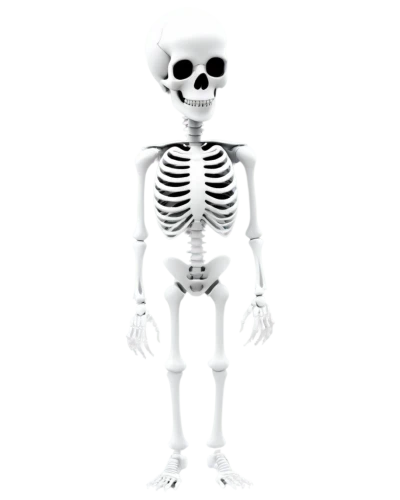 skeletal,human skeleton,skeleton,vintage skeleton,skeleltt,calcium,bone,skeletons,skeletal structure,day of the dead skeleton,skull bones,bones,skull allover,fetus skull,bowl bones,scull,skulls bones,png transparent,png image,3d figure,Illustration,Japanese style,Japanese Style 16