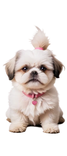 pekingese,shih tzu,japanese chin,lhasa apso,long hair chihuahua,tibetan spaniel,small dog,maltese,pungsan dog,pomeranian,shih-poo,thai bangkaew dog,pet vitamins & supplements,female dog,cute puppy,morkie,dog,wag,japanese terrier,pug,Illustration,Abstract Fantasy,Abstract Fantasy 08