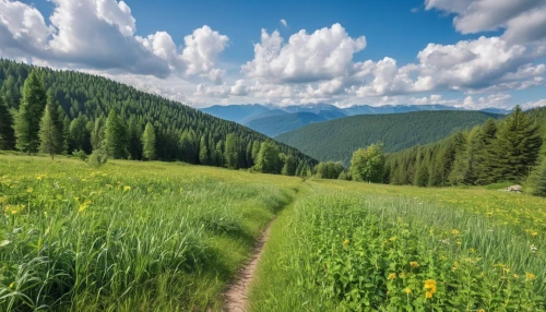meadow landscape,meadow and forest,mountain meadow,alpine meadow,alpine meadows,salt meadow landscape,carpathians,temperate coniferous forest,hiking path,slowinski national park,meadow rues,green meadow,wild meadow,meadows,green meadows,aaa,background view nature,tatra mountains,meadow,south tyrol,Photography,General,Realistic