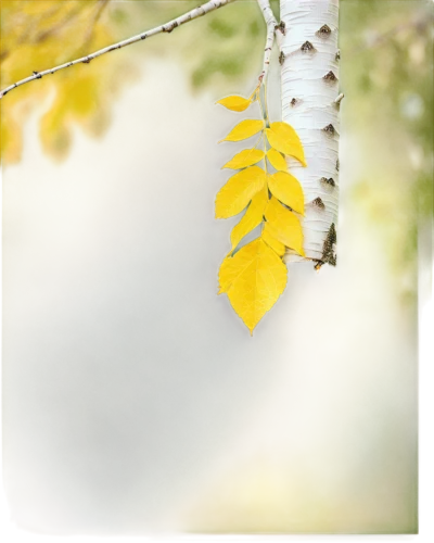 birch tree background,yellow leaf,yellow leaves,birch tree,spring leaf background,birch tree illustration,leaf background,gingko,autumn frame,autumn background,sweet birch,ginkgo,leaves in the autumn,autumn foliage,ginkgo biloba,yellow maple leaf,beech leaves,fall leaf border,leaves frame,american aspen,Conceptual Art,Oil color,Oil Color 02