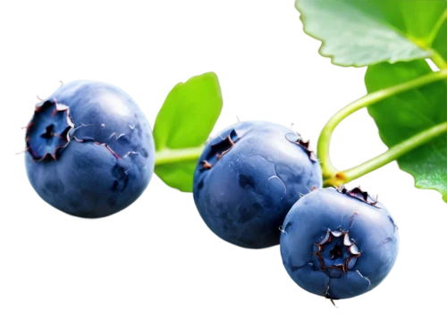 bilberry,blueberries,blue grapes,johannsi berries,grape seed extract,bayberry,blueberry,damson,berry fruit,dewberry,jamun,aaa,antioxidant,grape hyancinths,nannyberry,jabuticaba,wall,european plum,mollberry,jewish cherries,Conceptual Art,Fantasy,Fantasy 21