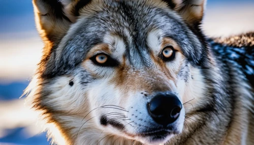 northern inuit dog,saarloos wolfdog,sakhalin husky,wolfdog,czechoslovakian wolfdog,european wolf,gray wolf,canidae,tamaskan dog,husky,malamute,siberian husky,greenland dog,canis lupus,sled dog,native american indian dog,kunming wolfdog,west siberian laika,howling wolf,alaskan malamute,Photography,General,Realistic