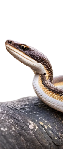 plains gartersnake,african house snake,common garter snake,western terrestrial garter snake,garter snake,sharptail snake,pointed snake,glossy snake,rat snake,glass lizard,ribbon snake,plain bellied watersnake,hognose snake,northern alligator lizard,indian cobra,splendor skink,venomous snake,eleutherodactylus,san joaquin coachwhip,smooth greensnake,Conceptual Art,Daily,Daily 05