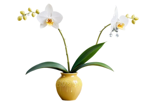 cypripedium,phalaenopsis equestris,flowers png,pontederia,moth orchid,white orchid,phalaenopsis,phalaenopsis sanderiana,mixed orchid,yellow orchid,fritillaria,lilium candidum,christmas orchid,orchid flower,the son of lilium persicum,laelia,tulip white,easter lilies,tulpenbaum,orchid,Illustration,Abstract Fantasy,Abstract Fantasy 13