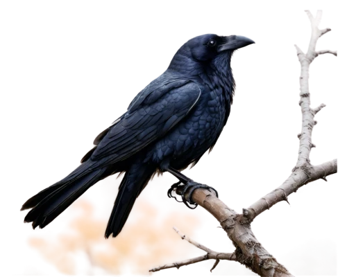 american crow,corvidae,common raven,carrion crow,mountain jackdaw,brewer's blackbird,jackdaw,crows bird,3d crow,fish crow,grackle,corvus,crow-like bird,corvus corone,bucorvus leadbeateri,jackdaws,great-tailed grackle,corvid,corvus monedula,raven bird,Illustration,Paper based,Paper Based 21