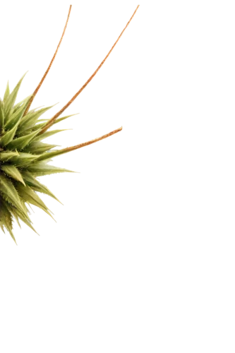 pineapple plant,agave,pineapple background,dried pineapple,a pineapple,pinapple,spiny,pineapple wallpaper,pineapple flower,small pineapple,fir pineapple,prickle,pine needle,ananas,pine flower,conifer cone,pine needles,pineapple,agave azul,saw palmetto,Photography,Artistic Photography,Artistic Photography 13