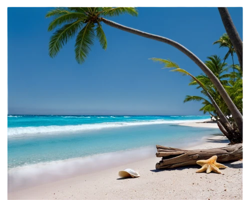coconut palms,caribbean beach,tropical beach,coconut palm tree,seychelles,coconut tree,cuba beach,coconut palm,coconut trees,dream beach,coconuts on the beach,white sandy beach,caribbean sea,the caribbean,antilles,caribbean,tropical sea,barbados,white sand beach,beach landscape,Conceptual Art,Oil color,Oil Color 16