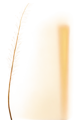 feather bristle grass,ostrich feather,elymus repens,foxtail,strand of wheat,wheat ear,spikelets,reed grass,seed-head,management of hair loss,cosmetic brush,hare tail grasses,cattail,hare tail grass,bulrush,long grass,strands of wheat,dried grass,yellow nutsedge,enokitake,Art,Artistic Painting,Artistic Painting 02