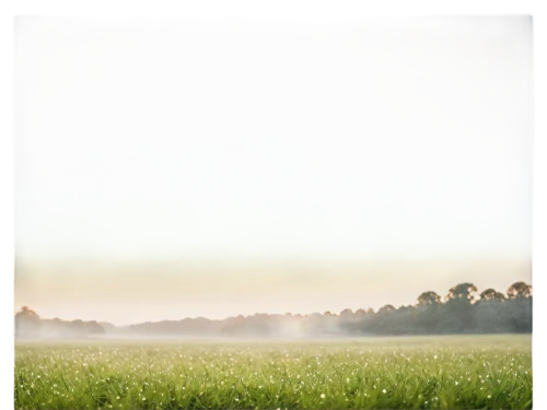 farm background,grain field panorama,aaa,landscape background,meadow landscape,foggy landscape,grassland,landscape photography,grasslands,sunburst background,dandelion field,green fields,farm landscape,green landscape,meadow fescue,straw field,stubble field,cornfield,paddy field,corn field,Photography,General,Cinematic