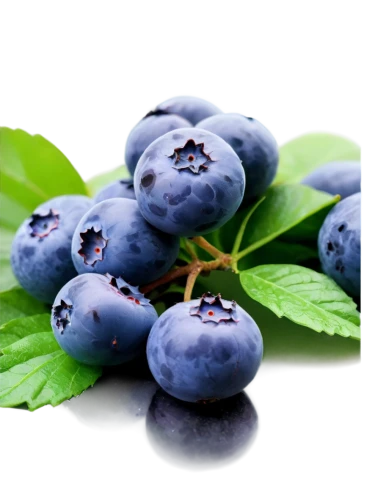 grape seed extract,blueberries,bilberry,blue grapes,dewberry,berry fruit,grape seed oil,antioxidant,purple grapes,blueberry,grape hyancinths,loganberry,blackcurrant,blue grape,bayberry,damson,boysenberry,black currant,wall,wine grape,Conceptual Art,Oil color,Oil Color 18