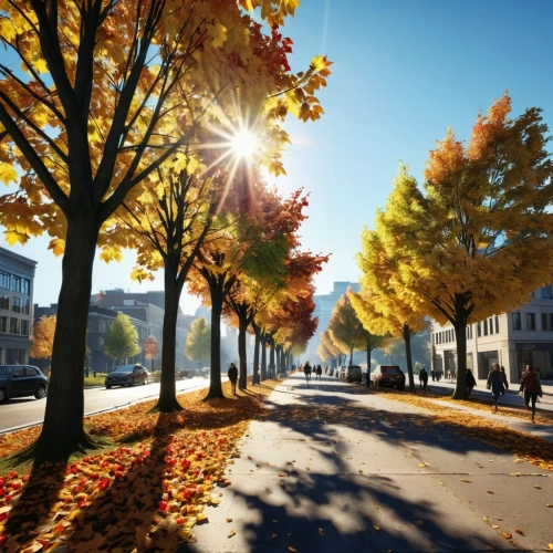 autumn background,autumn scenery,autumn trees,autumn morning,autumn day,autumn sun,golden autumn,autumn sunshine,autumn in the park,autumn park,autumn theme,autumn light,one autumn afternoon,the trees in the fall,fall foliage,fall landscape,light of autumn,autumn walk,autumn idyll,autumn landscape,Photography,General,Realistic