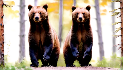 brown bears,black bears,bears,bear cubs,grizzlies,the bears,brown bear,woodland animals,american black bear,nordic bear,forest animals,bear bow,bear guardian,great bear,bear,grizzly bear,scandia bear,wildlife,pandas,animal portrait,Conceptual Art,Oil color,Oil Color 10