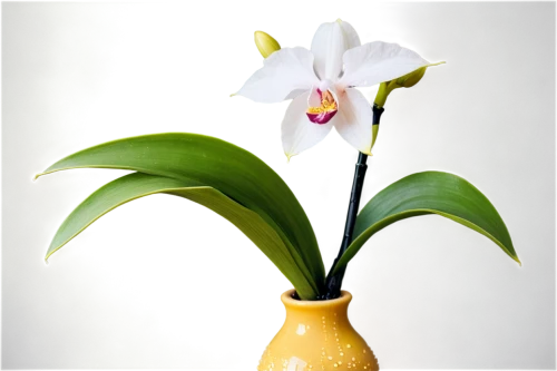 moth orchid,laelia,white orchid,easter lilies,phalaenopsis equestris,cypripedium,madonna lily,mixed orchid,ikebana,orchid flower,tulip white,lilium candidum,pontederia,sego lily,flowers png,laelia crispa,phalaenopsis,laelia albida,spathoglottis,phalaenopsis sanderiana,Illustration,Realistic Fantasy,Realistic Fantasy 47