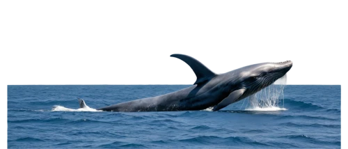 humpback whale,cetacean,tursiops truncatus,northern whale dolphin,whales,short-finned pilot whale,pilot whale,marine mammal,marine mammals,blue whale,oceanic dolphins,whale,whale fluke,whale calf,cetacea,white-beaked dolphin,sea mammals,humpback,pot whale,aquatic mammal,Conceptual Art,Graffiti Art,Graffiti Art 03