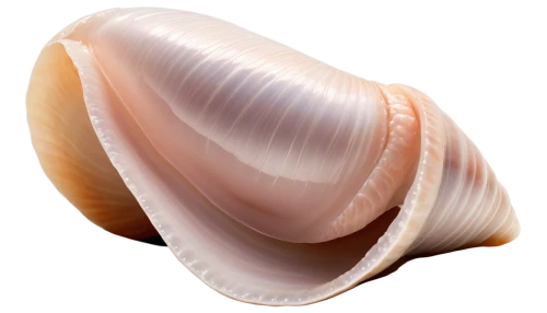 whelk,sea shell,clam shell,conch shell,clam,bivalve,sfogliatelle,marine gastropods,baltic clam,clamshell,sea snail,conch,seashell,gastropods,mollusc,gastropod,mollusk,shell,snail shell,mollusks,Illustration,Vector,Vector 04