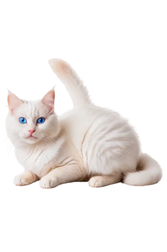 turkish angora,turkish van,japanese bobtail,white cat,kurilian bobtail,american curl,british shorthair,breed cat,american shorthair,cat image,cat on a blue background,american bobtail,cute cat,blue eyes cat,european shorthair,cat vector,cat with blue eyes,polydactyl cat,siamese cat,scottish fold,Photography,General,Natural