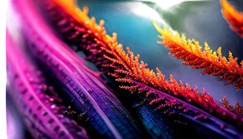 purple fountain grass,color feathers,purpleabstract,colorful foil background,macro world,chameleon abstract,feather bristle grass,macro photography,abstract background,gradient mesh,stamen,fractal environment,ornamental grass,background abstract,light fractal,abstract multicolor,spines,close up stamens,bromeliad,macro-slide,Conceptual Art,Daily,Daily 11