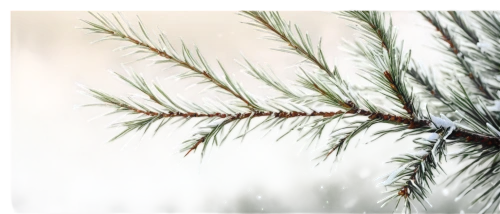 snow in pine tree,fir-tree branches,fir needles,snow in pine trees,fir branches,fir tree decorations,pine needles,pine tree branch,fir branch,nordmann fir,balsam fir,pine branches,singleleaf pine,fir tree,pine-tree,pine needle,evergreen trees,fir trees,pine tree,canadian fir,Conceptual Art,Oil color,Oil Color 09