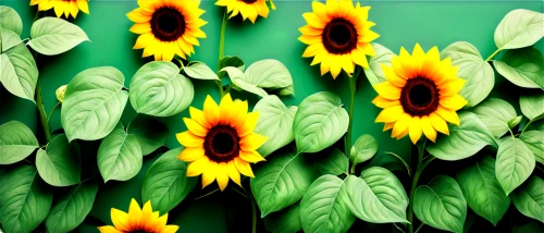 sunflower lace background,sunflower paper,sunflower coloring,sunflowers,flower painting,stored sunflower,flower wall en,flower background,sun flowers,sunflowers in vase,flower art,woodland sunflower,sunflower field,helianthus,helianthus sunbelievable,flowers sunflower,sunflower,sun daisies,sunflower seeds,flowers png,Illustration,American Style,American Style 10