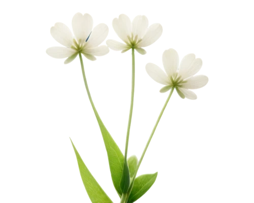 flowers png,minimalist flowers,stitchwort,wood daisy background,ornithogalum umbellatum,ornithogalum,white floral background,snowdrop anemones,tuberose,flower background,lily of the valley,centaurium,white lily,tulip white,bellis perennis,guernsey lily,gypsophila,chive flower,sego lily,bluish white clover,Art,Classical Oil Painting,Classical Oil Painting 43