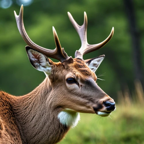 european deer,male deer,elk,cervus elaphus,white-tailed deer,pere davids male deer,whitetail buck,whitetail,red deer,antler velvet,kudu,buck antlers,fallow deer,deer bull,deer,fallow deer group,sika deer,deers,antlers,spotted deer,Photography,General,Realistic